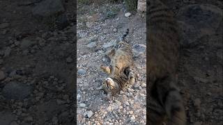 Explore Cyprus Aphrodites cat Paphos #cyprus #travel #summer #cat #beach #paphos #paphoscyprus