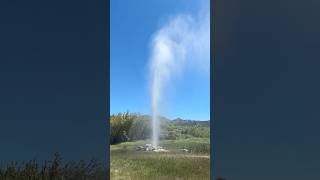 The Old Faithful Geyser in Calistoga. No longer have fainting goats.
