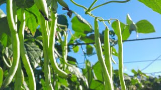 beans boy is A LOVELY  DAY OF KIDNEY BEANS  SEVENTH HARVEST