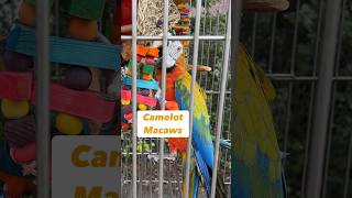Camelot Macaw Colors – Every Parrot is Different #bird