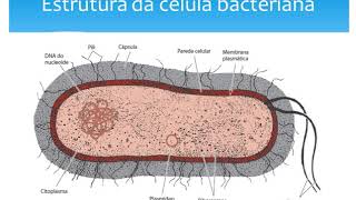 Microbiologia - Bactérias