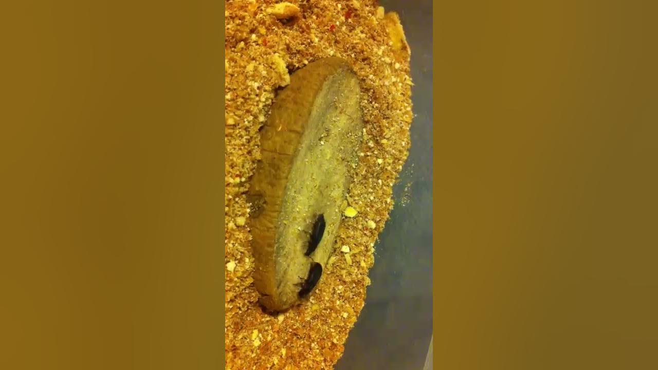 Darkling Mealworm Beetles, mating and laying eggs on a potato half