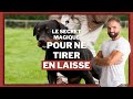 Le secret magique pour que votre chien ne tire plus en laisse 