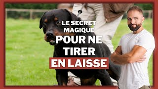 Le secret magique pour que votre chien ne tire plus en laisse !