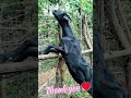 How to Increase Milk in Goats | How to Increase Goats Milk | How to Grow length of Goats #goat