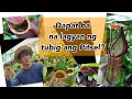 Dapat ba na lagyan ng tubig ang pitsel ng mga nepenthes?