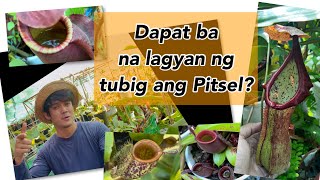 Dapat ba na lagyan ng tubig ang pitsel ng mga nepenthes?