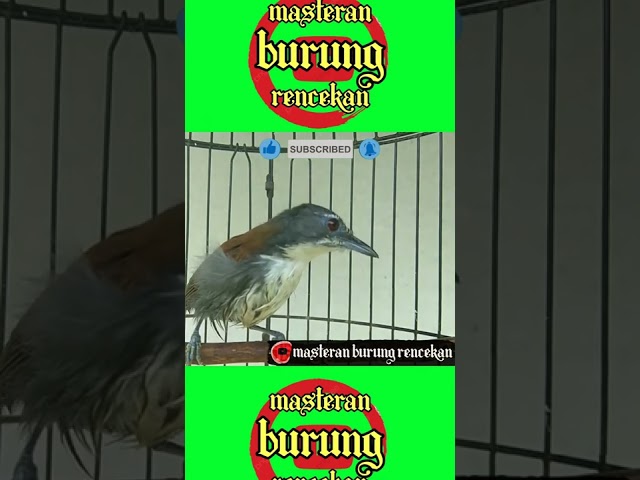 Burung sniper gacor full tembakan #shorts #burungsnipergacor #tepus class=