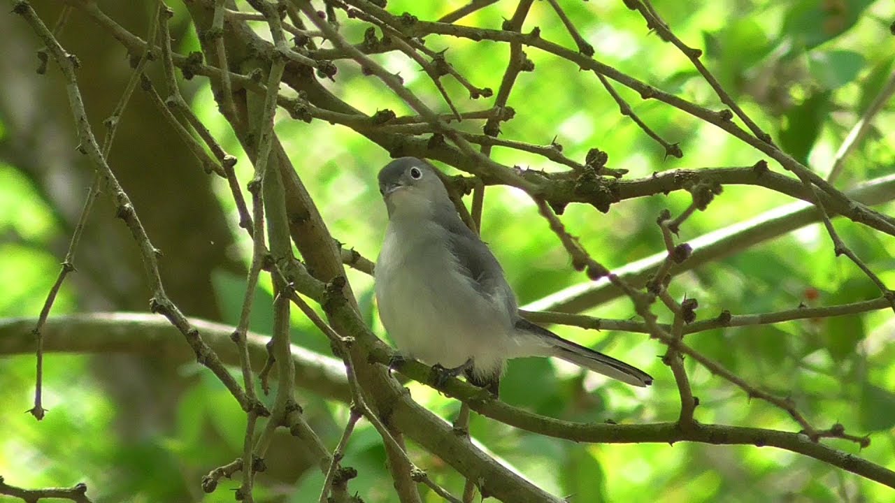 Blue-gray Gnatcatcher. Brownsville, Texas. 