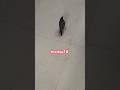 Myna Bird | Indian Myna #shorts #ytshorts #birds #indianmyna #mynabird