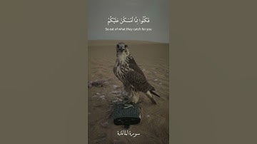 يسألونك ماذا أحل لهم قل أحل لكم الطيبات وما علمتم من الجوارح مكلبين[المائدة:4] القارئ ماهر المعيقلي
