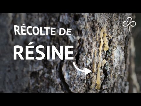 Vidéo: Comment Récupérer La Résine