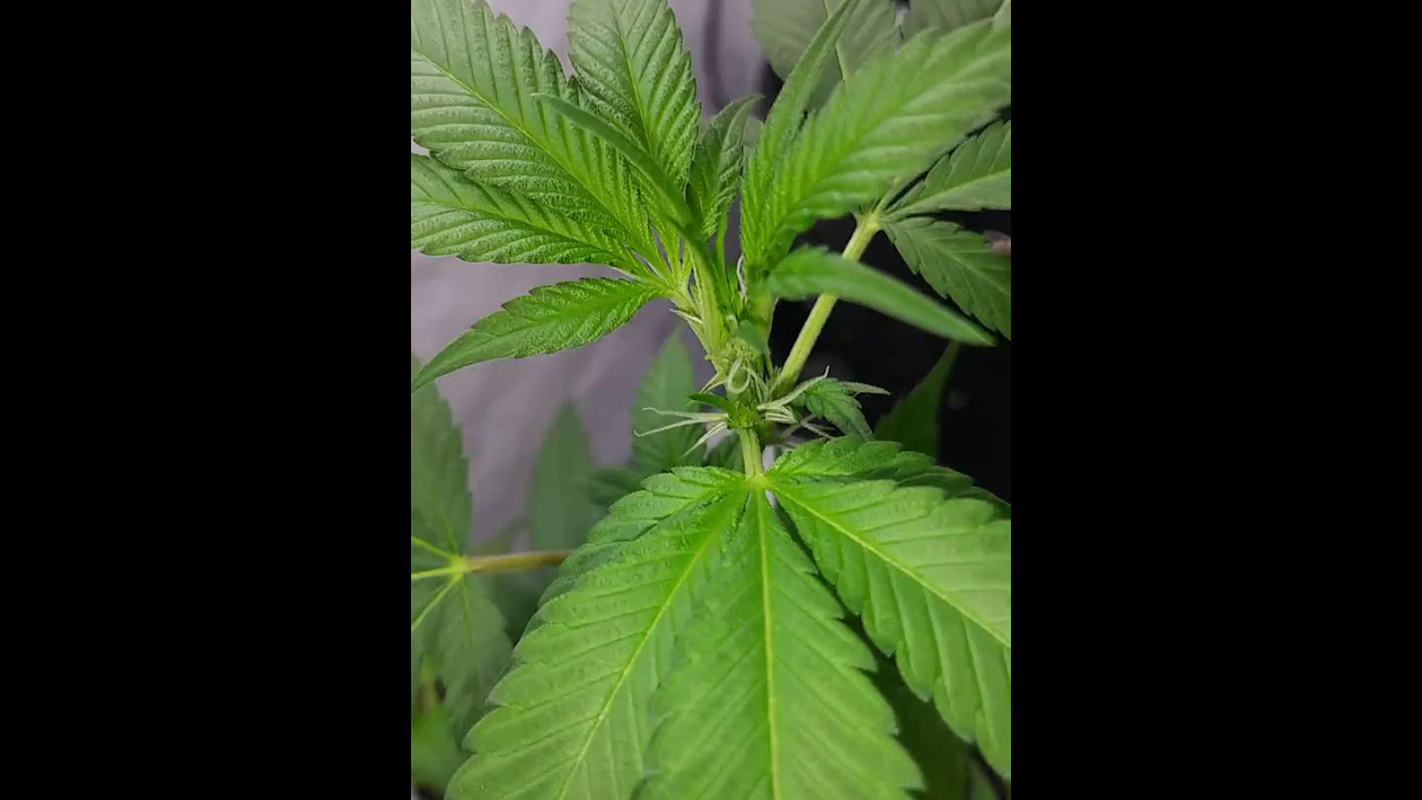 They growing (clones from clones from clones from clones