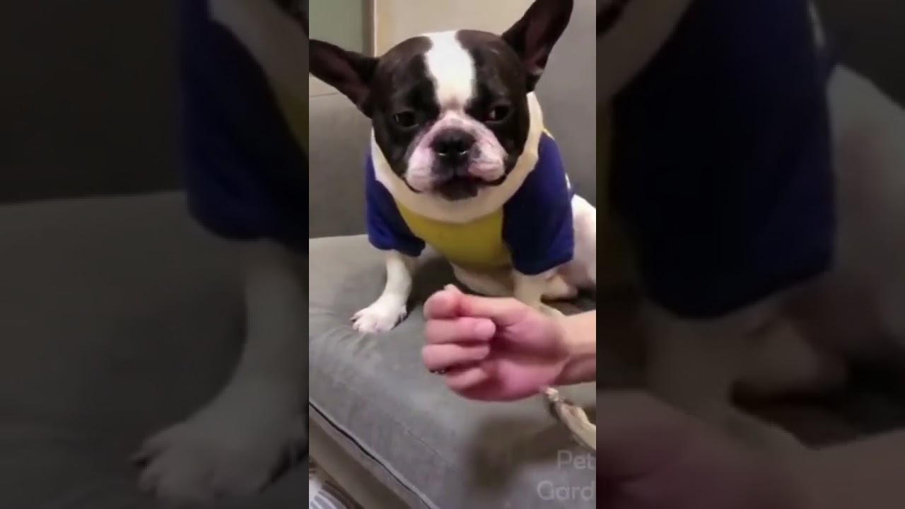 Pitbull's shocking reaction | Dog's amazing reaction | Shocked dog | Surprised dog