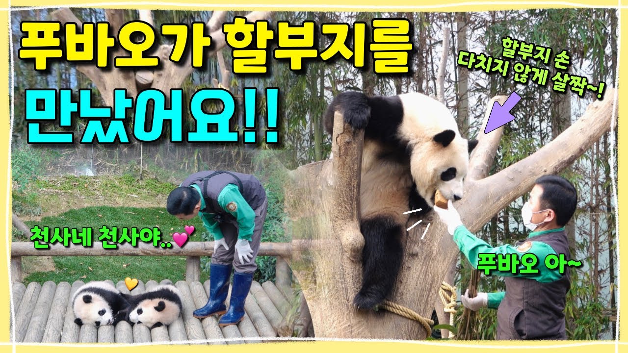 [ep.234] 푸바오를 찾아오신 할부지!! 급 밝아진 얼굴로 먹여달라고 아~ 하는 아기판다 푸바오💕 마주보고 잠든 천사같은 루이후이와 할부지💚🙋🏻‍♂️ㅣ에버랜드 판다월드