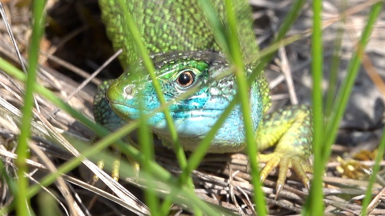 Western green lizard. Westliche Smaragdeidechse 