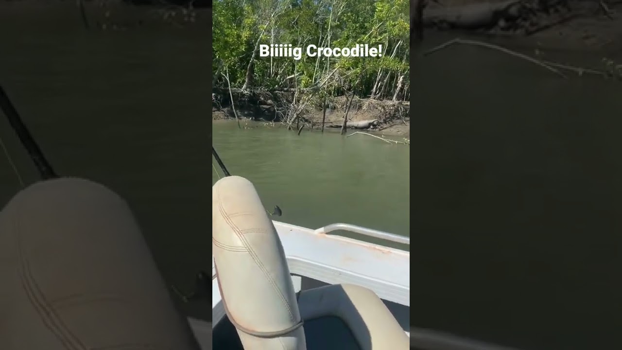 Massive crocodile on the banks of the proserpine river fishing 