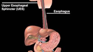 EGD animation