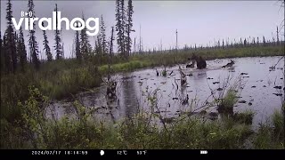 Bear Chases Moose Family Into Pond Viralhog