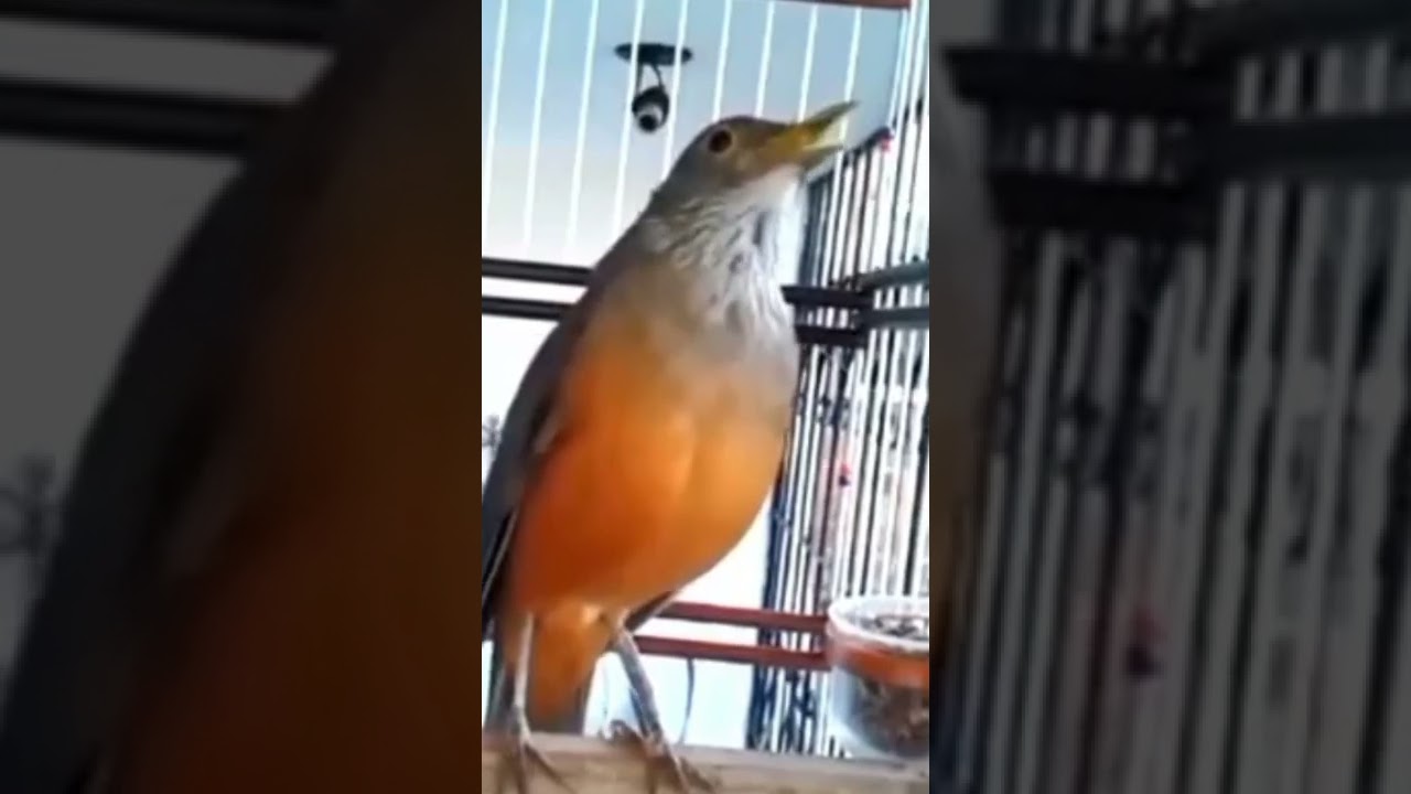 SABIA LARANJEIRA CANTO PIEDADE O DESPERTAR DOS PASSAROS !inscreva-se no canal