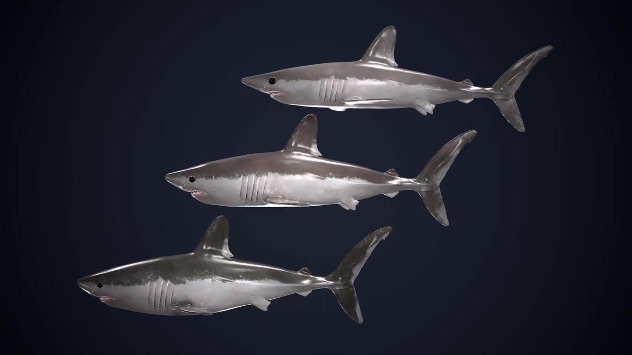 Porbeagle shark (Lamna nasus)