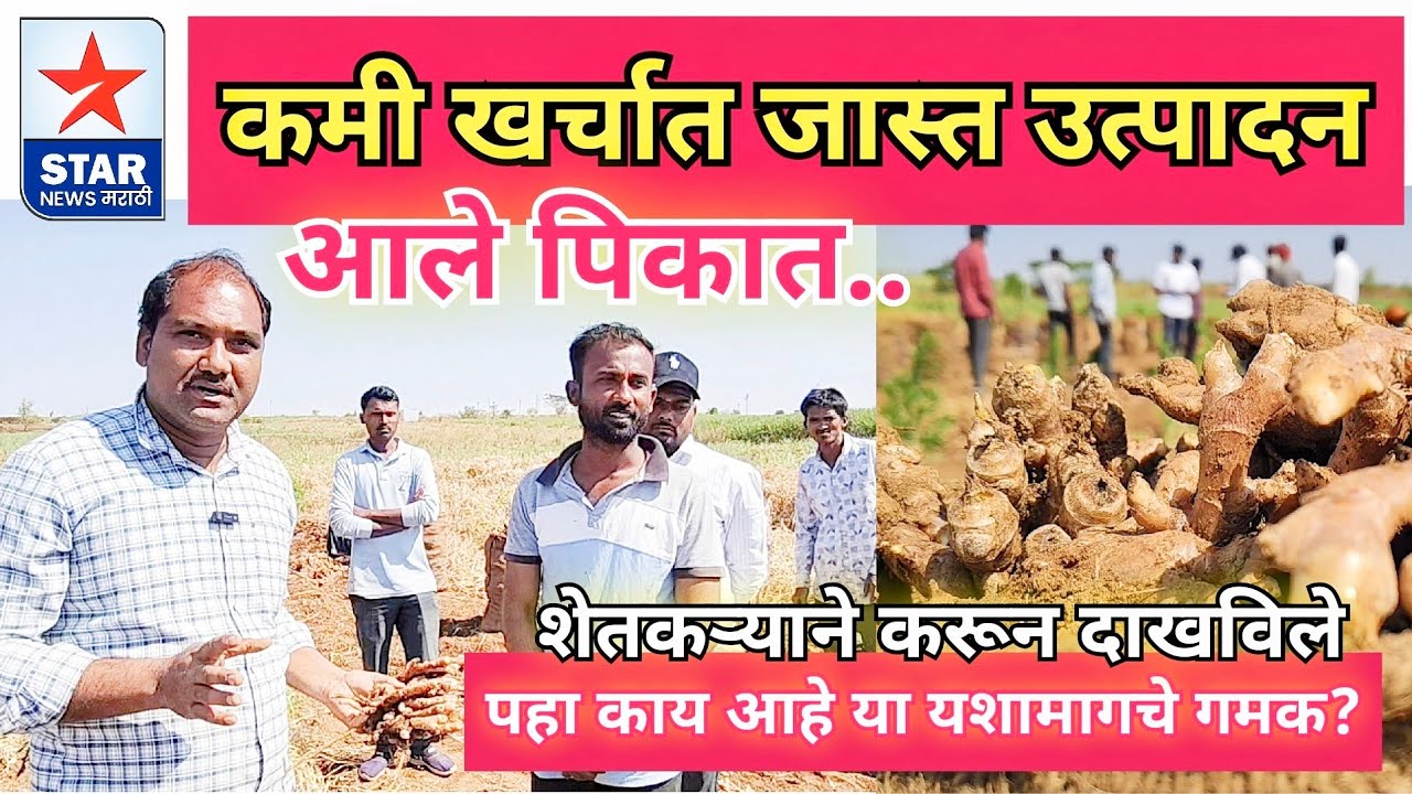 कमी खर्चात जास्त उत्पादन; शेतकऱ्याने आले पिकात करून दाखविले-पहा काय आहे या यशामागचे गमक? 