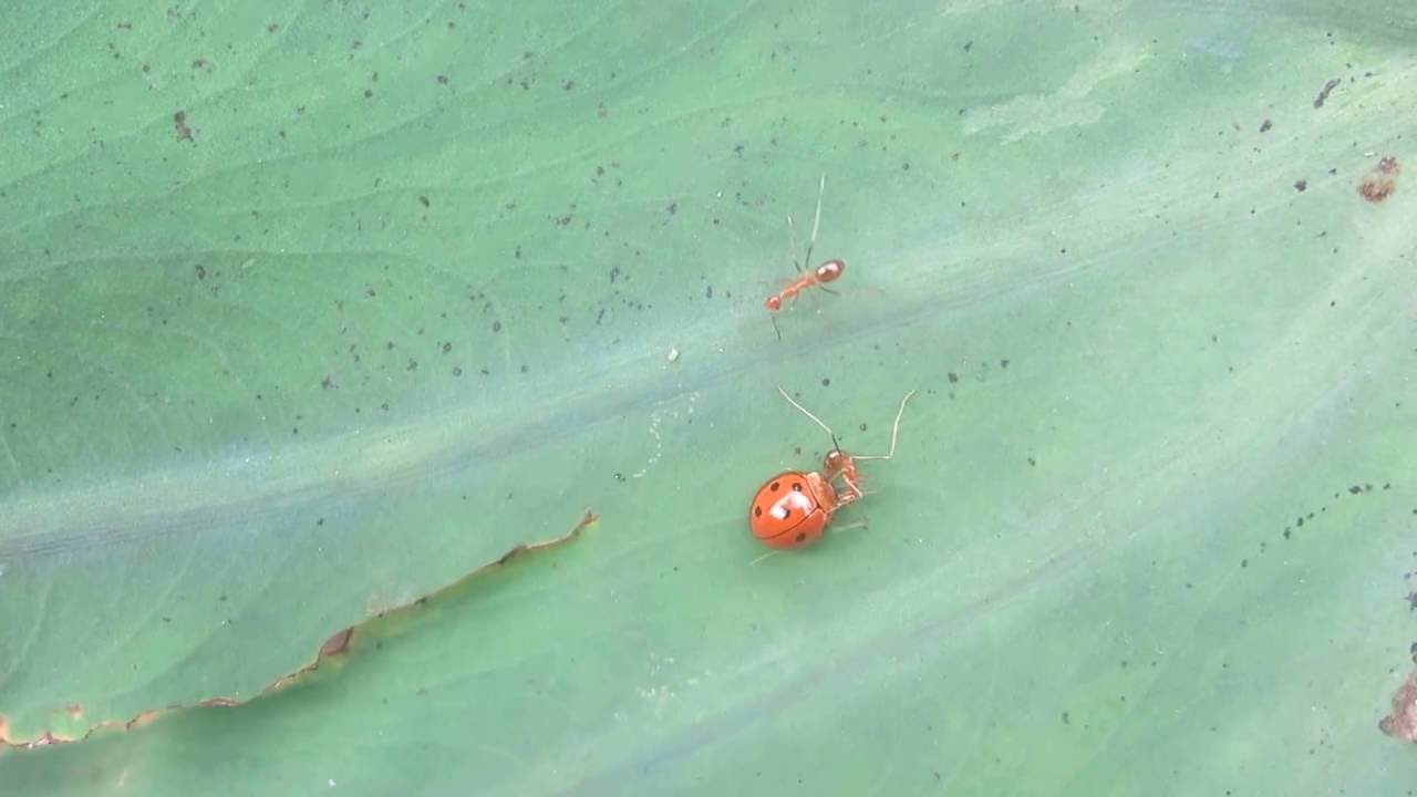 Ladybugs vs Ant YouTube