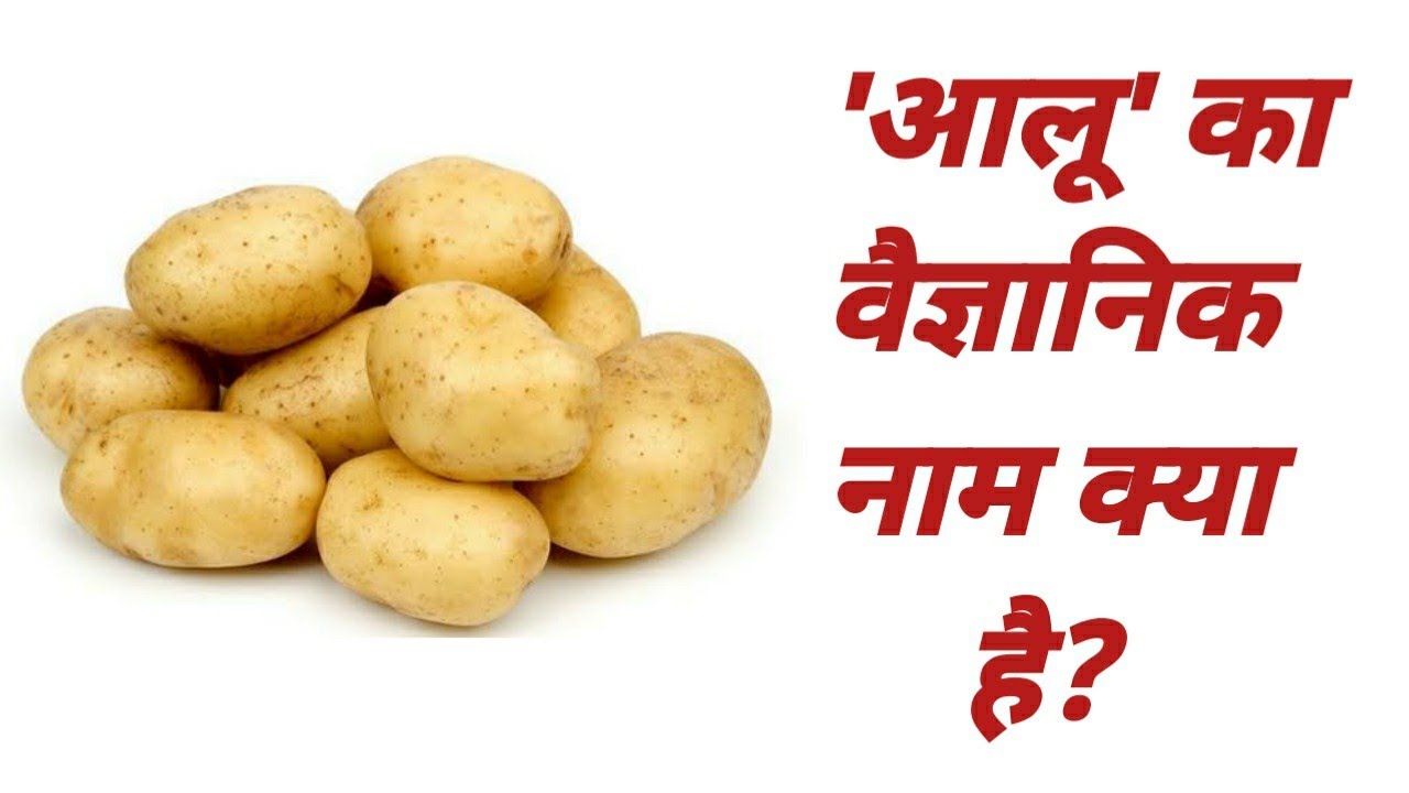 आलू का वैज्ञानिक नाम क्या है aalu ka vaigyanik naam kya hai aalu ka