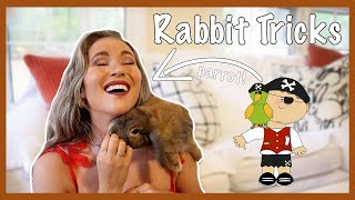 How to Teach Your Rabbit Tricks Part 2 (Come, Up and more!)