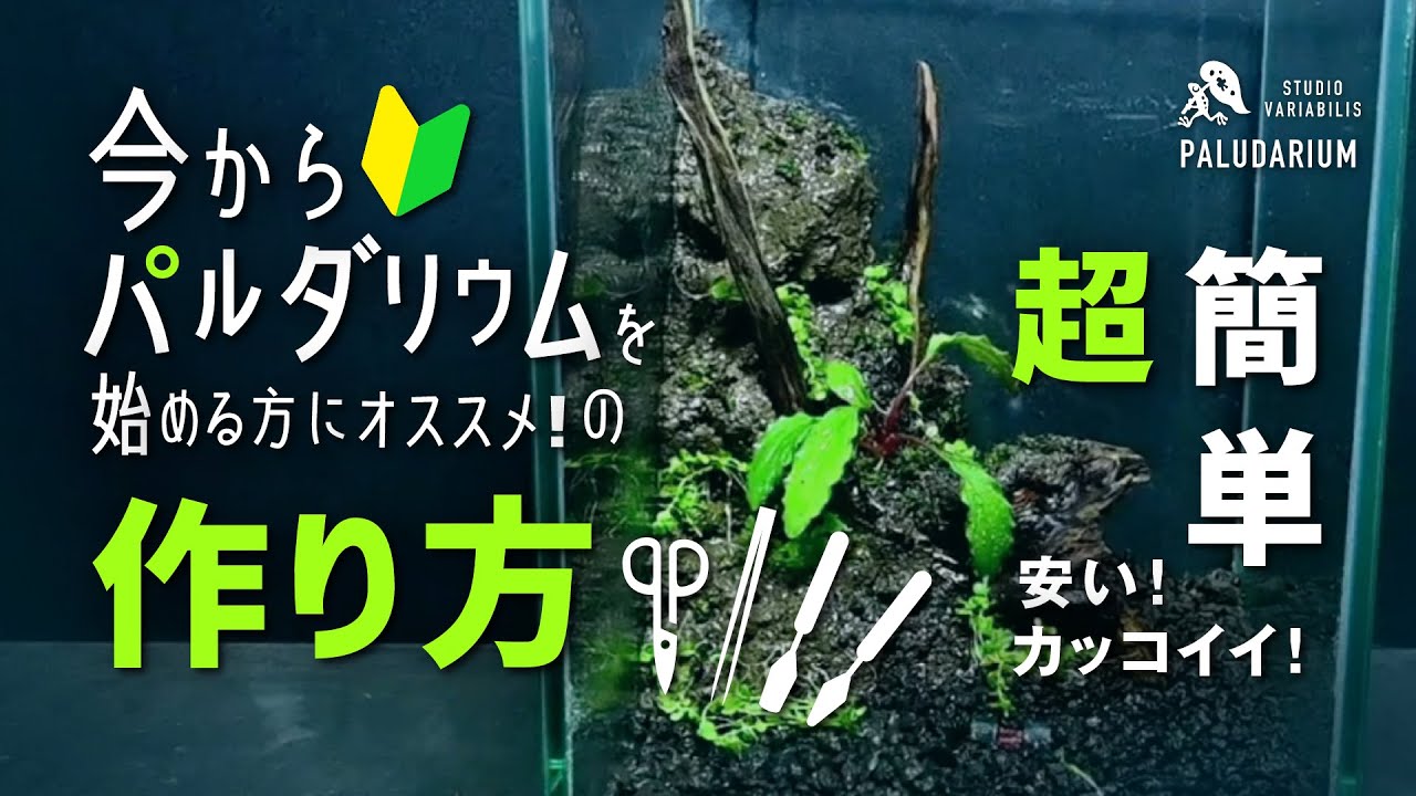 今から始める「パルダリウムの作り方 」初心者必見