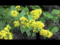 ポール・スミザー　Solidago virga-aurea ssp. asiatica　アキノキリンソウ