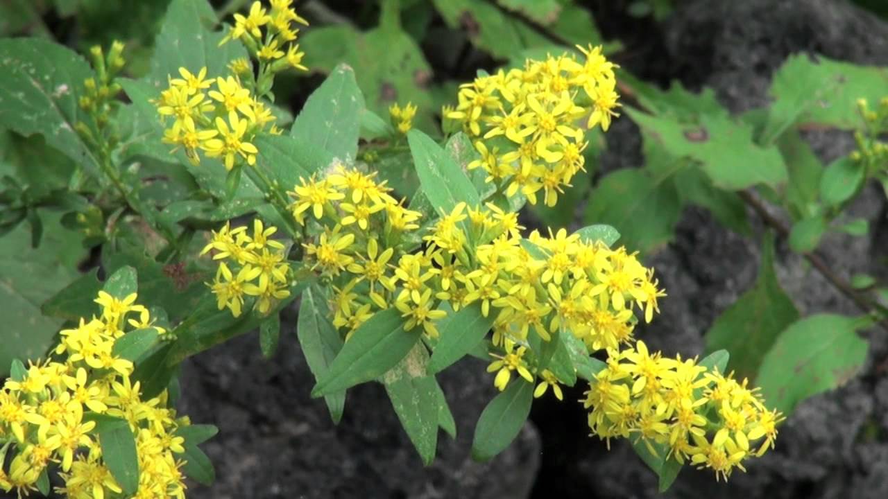 ポール スミザー Solidago Virga Aurea Ssp Asiatica アキノキリンソウ Youtube