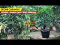 Terbongkar! Cara Membuat Bibit Tabulampot Mangga Cepat Berbuah