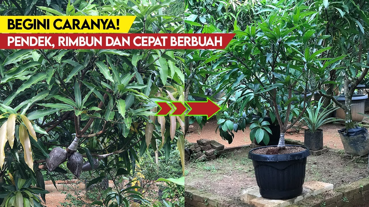 Как подготовить семена манго для посадки в горшки, чтобы они быстро дали плоды