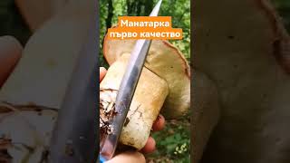 Манатарка първо качество #манатарка #гъби #манатарки