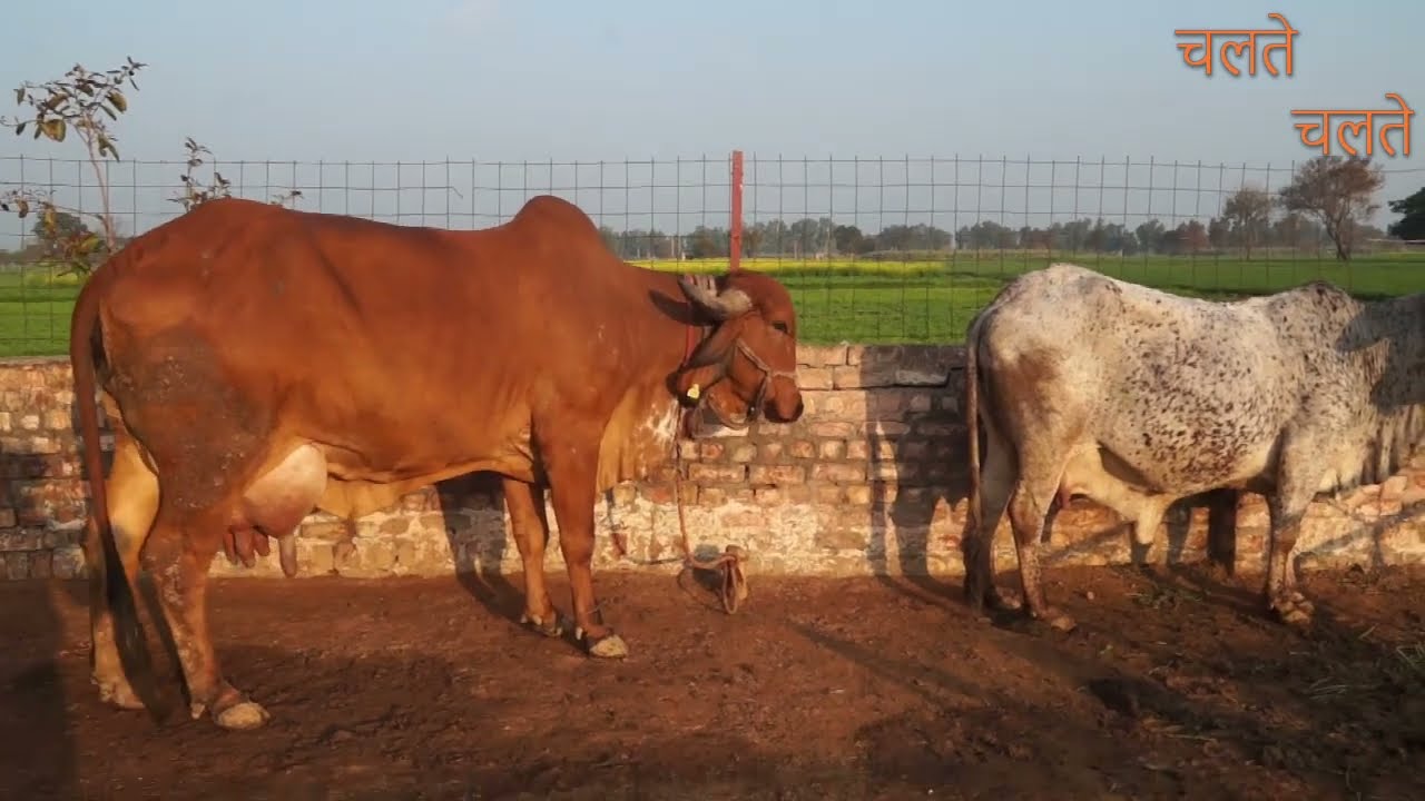 Gir Cow  |  Live Milking 24 Kg   |  24  किलो दूध की क्षमता रखने वाली गिर गाय  High Milking Cows  |