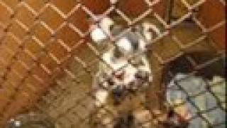 rspca - animals x