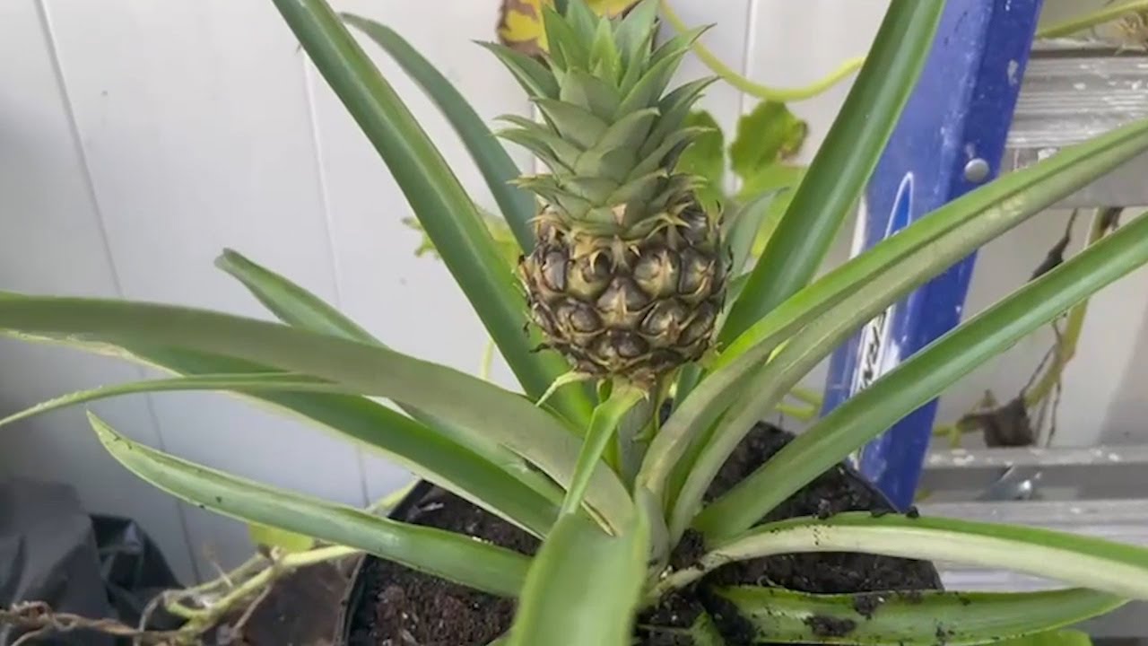 COMO COSECHAR PIÑAS EN CASA DE MANERA FACIL PASO A PASO - YouTube
