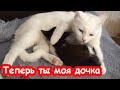 Мира спасает бездомного котёнка Мурсдей