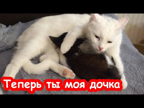 Видео: Мира спасает бездомного котёнка Мурсдей