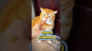 oyen di sidang emak #kucing #kucinglucu #cutecat #cat #oyen #gemoy #short #kicaumania #funny