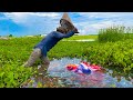 Catching betta fish and wild betta fish at the countryside unbelievable catching episode 9