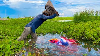 Catching Betta Fish And Wild Betta Fish At The Countryside, Unbelievable Catching (Episode 9) screenshot 4