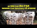 महावतार बाबाजी स्वदेशी गौ संवर्द्धन एवं अनुसंधान ट्रस्ट भवाद जोधपुर। Cow Home.