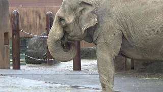 ゾウさんが可愛い❤ Cute Asian elephant #425 【Cute animal videos