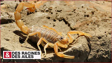 Où sont les scorpions en France ?