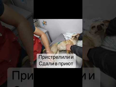 Одна из историй нашего приюта. #кошки #домашниеживотные #собаки #тойтерьер