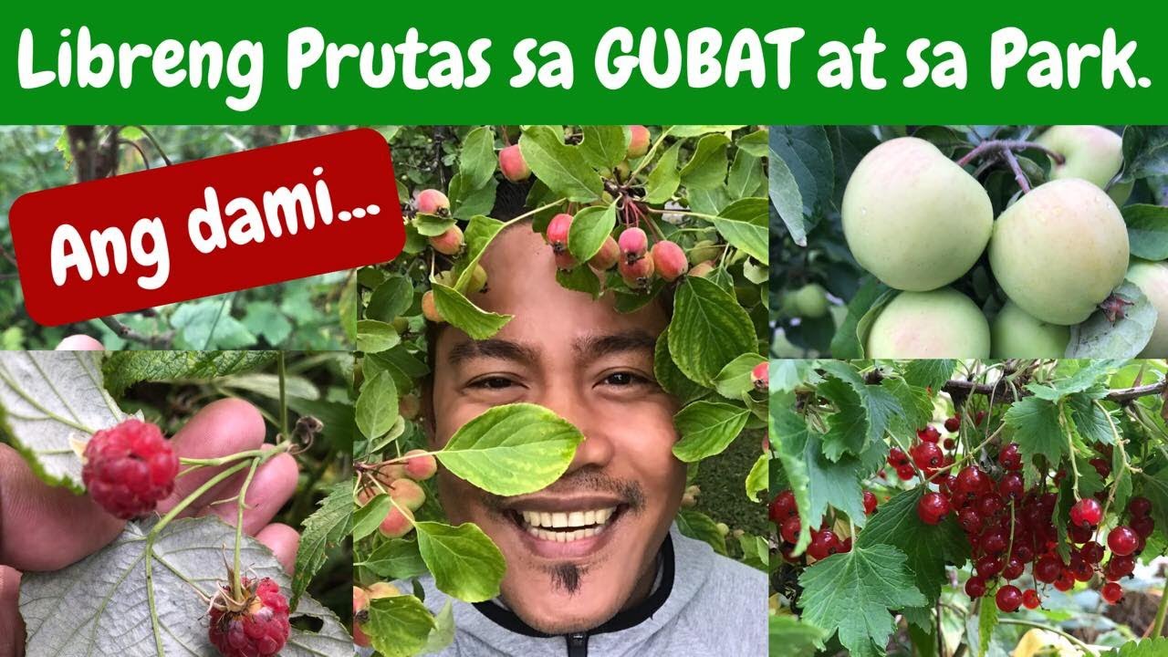 LIBRENG PRUTAS sa GUBAT at sa PARK!!! Superfood!