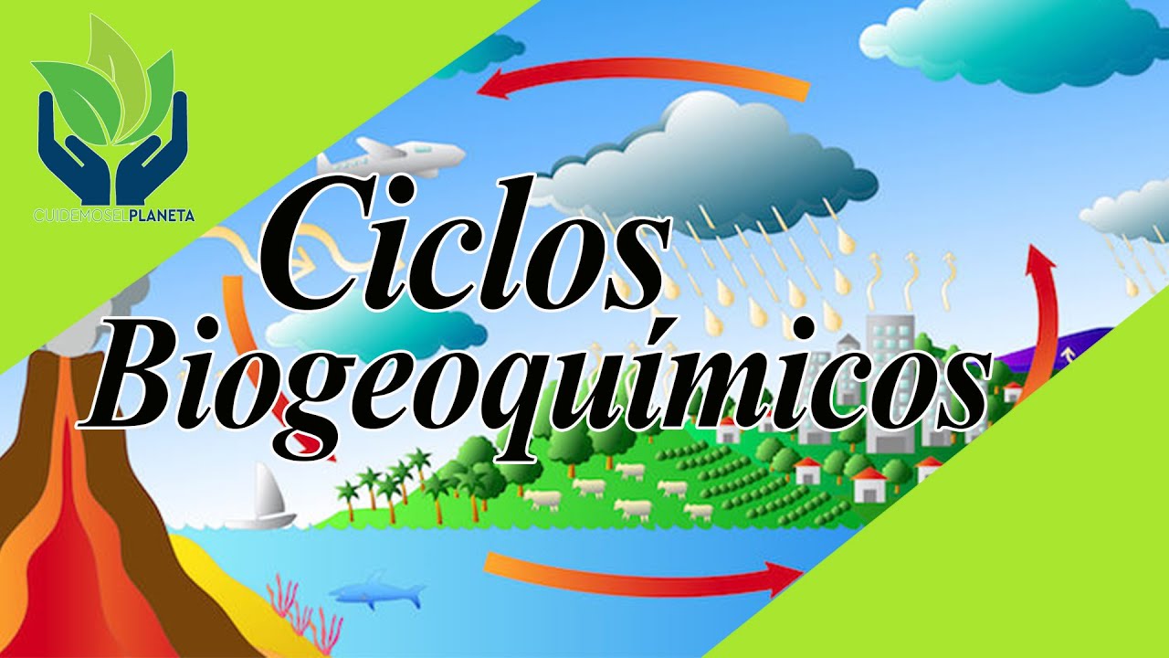 Ciclos Biogeoquímicos: explicación fácil y ejemplos - thptnganamst.edu.vn
