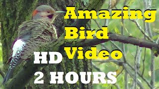 Birds of North America in Motion ! Beautiful, Peaceful 2 Hour HD Video